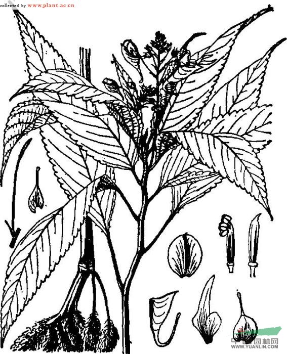 路南鳳仙花 