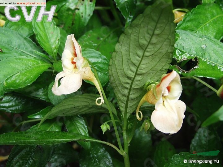 綠萼鳳仙花 