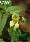 平壩風(fēng)仙花 