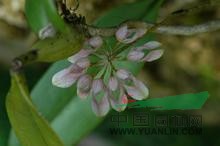 黃花石豆蘭 