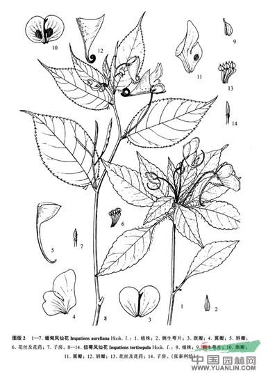 緬甸鳳仙花 