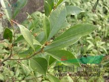 變?nèi)~榕 斑榕、牛奶仔、奶汁柴、椿云仔、常綠天仙果、山榕、芷葛、中乳樹、細(xì)葉中乳木、去常木