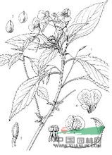 婺源鳳仙花 