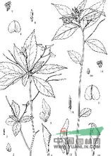 小距鳳仙花 