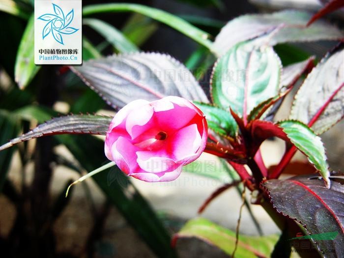 贊比亞鳳仙花