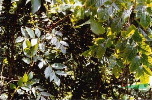 廣東蛇葡萄 粵蛇葡萄、赤枝山葡萄、牛牽絲、紅血龍、田浦茶