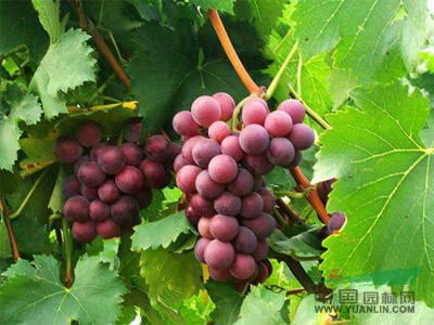 龍泉葡萄 