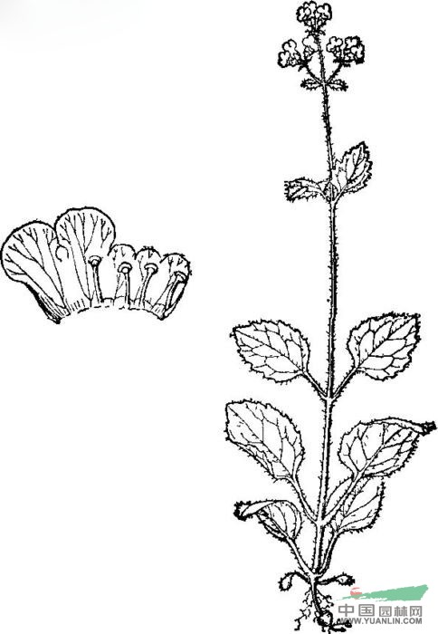 小花玄參 