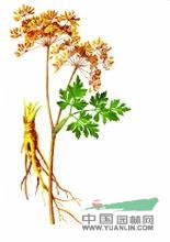 青海當歸 麻母、獨活、白芷