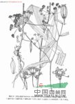 細(xì)葉隱棱芹 