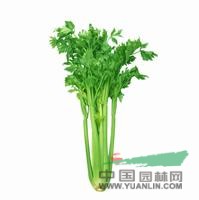 芹菜 水芹