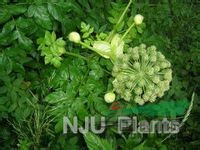 下延葉古當歸 下延古當歸、走馬芹