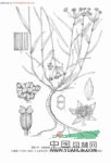 川滇柴胡 飄帶草