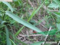 北柴胡 竹葉柴胡、硬苗柴胡、韭葉柴胡、津柴胡