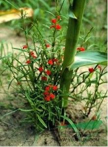 獨(dú)腳金 干草 矮腳子