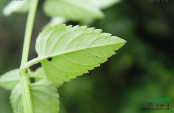 長葉蝴蝶草 