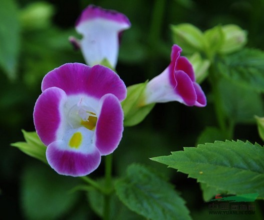 藍豬耳 蝴蝶花、蚌殼草、散膽草、老蛇藥、倒膽草、單色翼萼