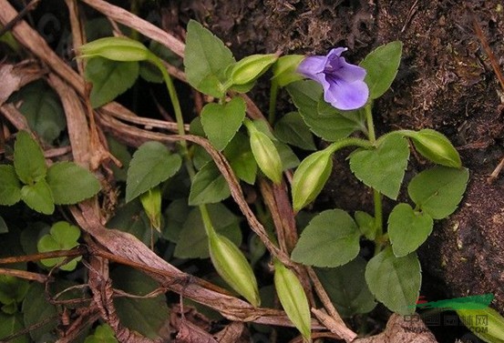 光葉蝴蝶草 