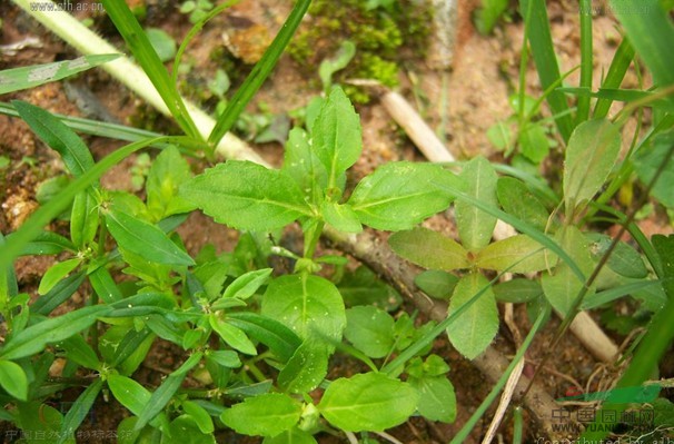 黃花蝴蝶草 泡卜兒(《廣西》) 