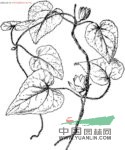 小花黨參 