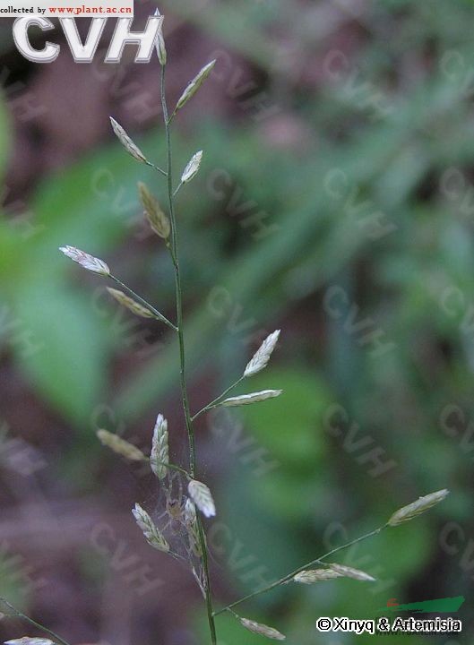 小畫眉草 