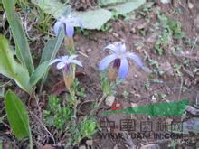 川西藍(lán)鐘花 