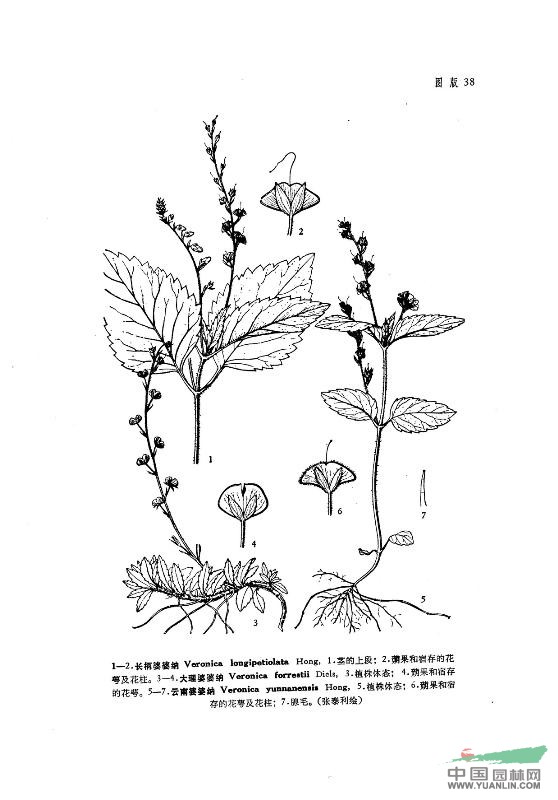 長柄婆婆納 