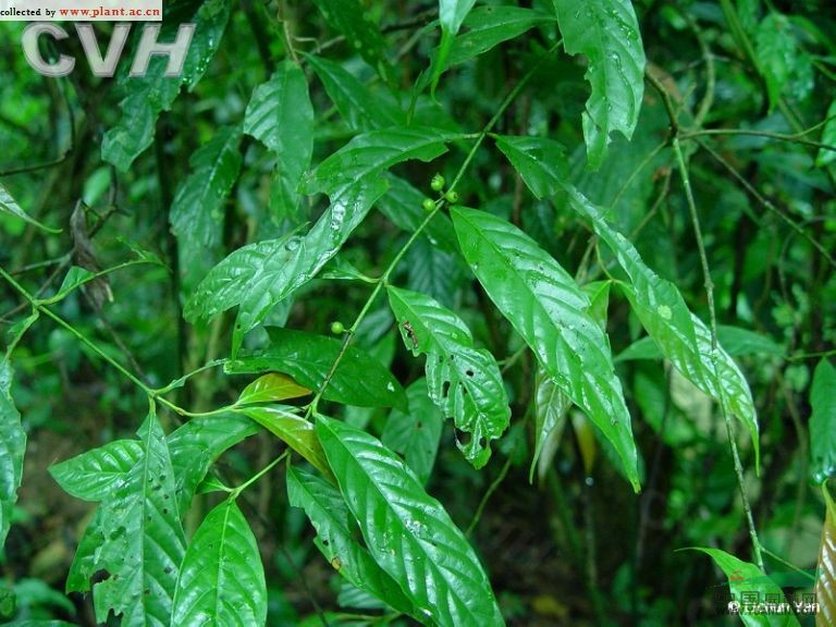 滇茜樹 
