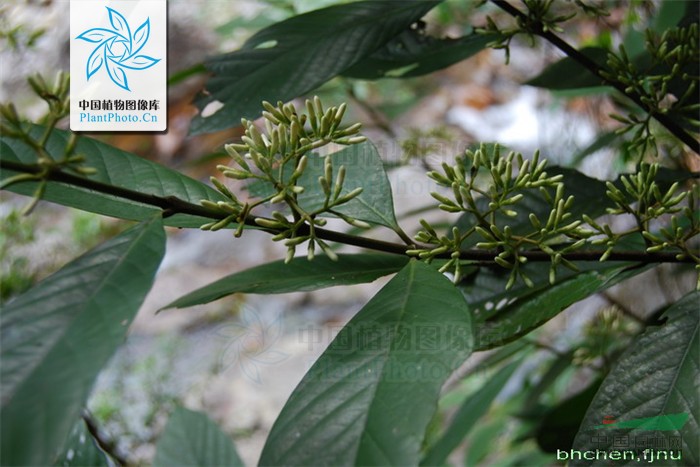 多毛茜草樹 毛山黃皮、黃棉木、極尖茜草樹