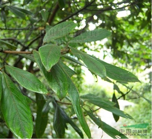 香楠 水棉木、臺(tái)北茜草樹(shù)