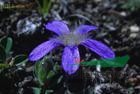 灰毛藍(lán)鐘花 