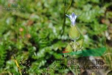 絹毛藍(lán)鐘花 