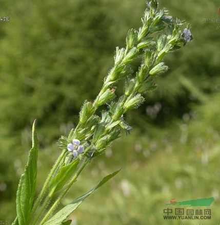 光果婆婆納 給魯給日一侵達(dá)干(《內(nèi)蒙古植物志》) 