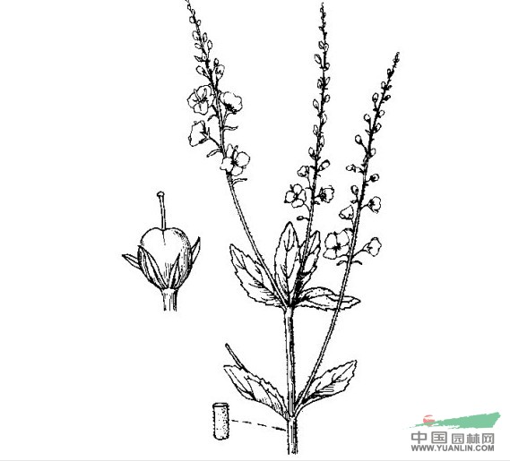 卷毛婆婆納 