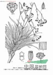 纖細(xì)柴胡 