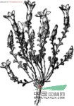 美麗藍(lán)鐘花 