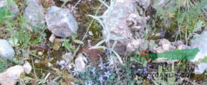 細(xì)葉藍(lán)鐘花 