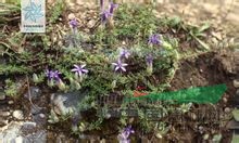 總花藍(lán)鐘花 