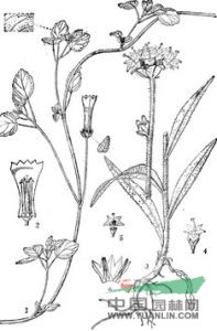 毛細(xì)鐘花 