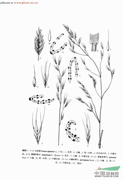 草甸羊茅 