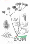 滇藏細(xì)葉芹 