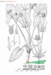 細(xì)葉芹 香葉芹