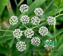 毒芹 走馬芹 野芹、毒人參、斑毒芹等
