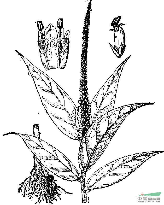 美穗草 黑升麻、高山四方麻(云南)，咳藥、葉下紅、小寒藥、反背紅