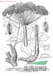 高山芹