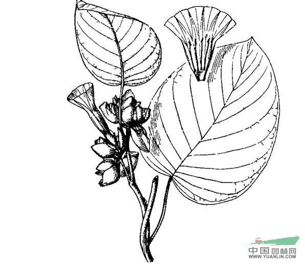 白花銀背藤 山牡丹（滇東南），葛藤、跌打王、白牛藤、白面水雞、藤續(xù)斷，旋花藤、白背藤、芡藤（廣西）。