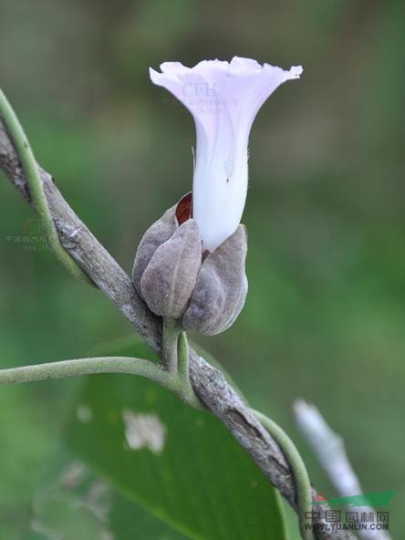 大葉銀背藤 小團葉、羊角藤（臨滄），猴子煙袋花（勐海）。