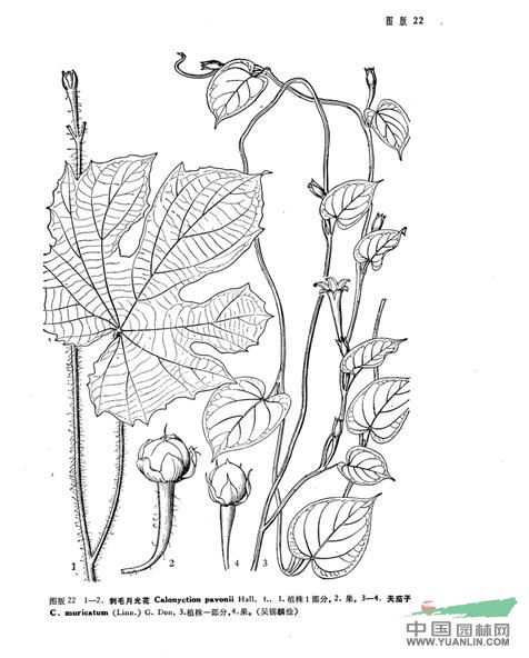 刺毛月光花 