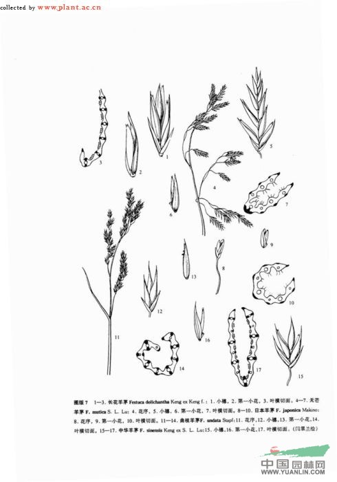曲枝羊茅 