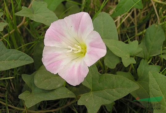打碗花 小旋花、兔耳草